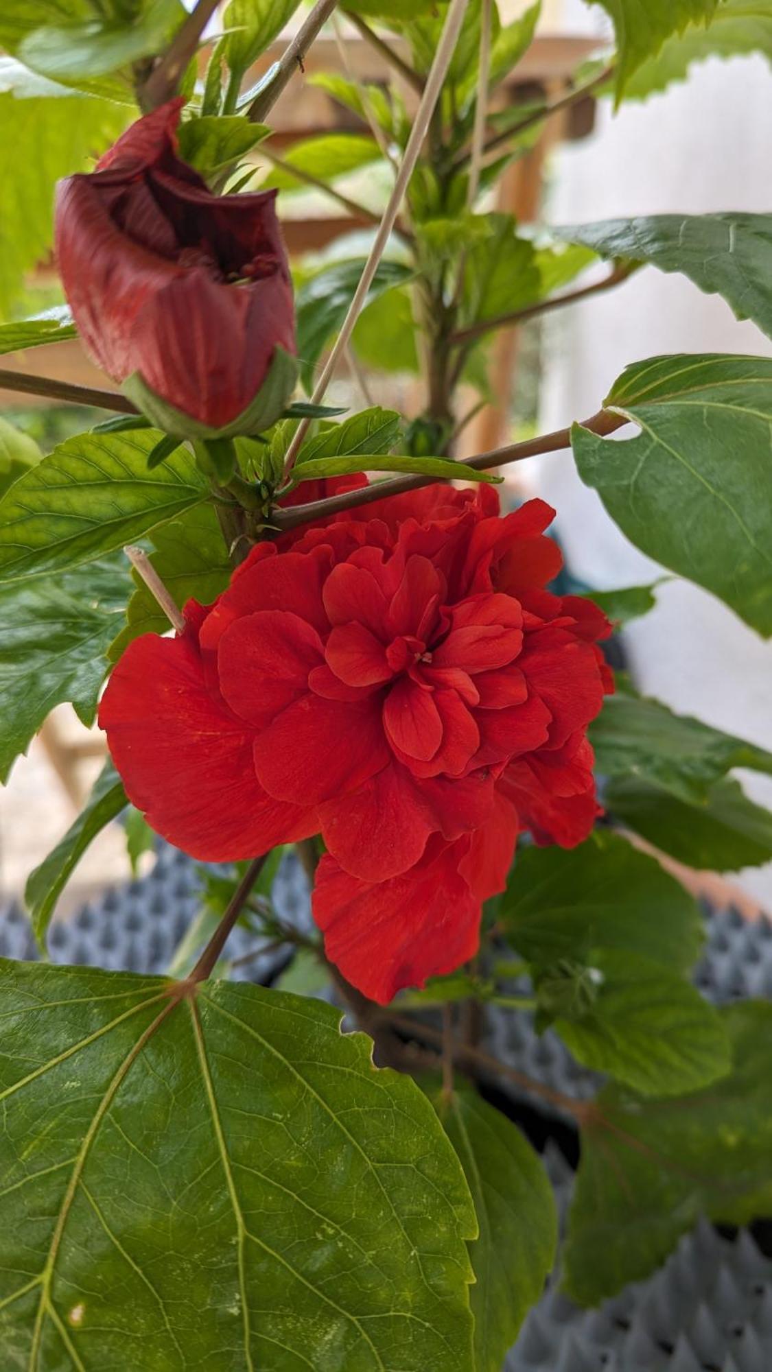 The Botanist Guesthouse Skopelos Town Bagian luar foto