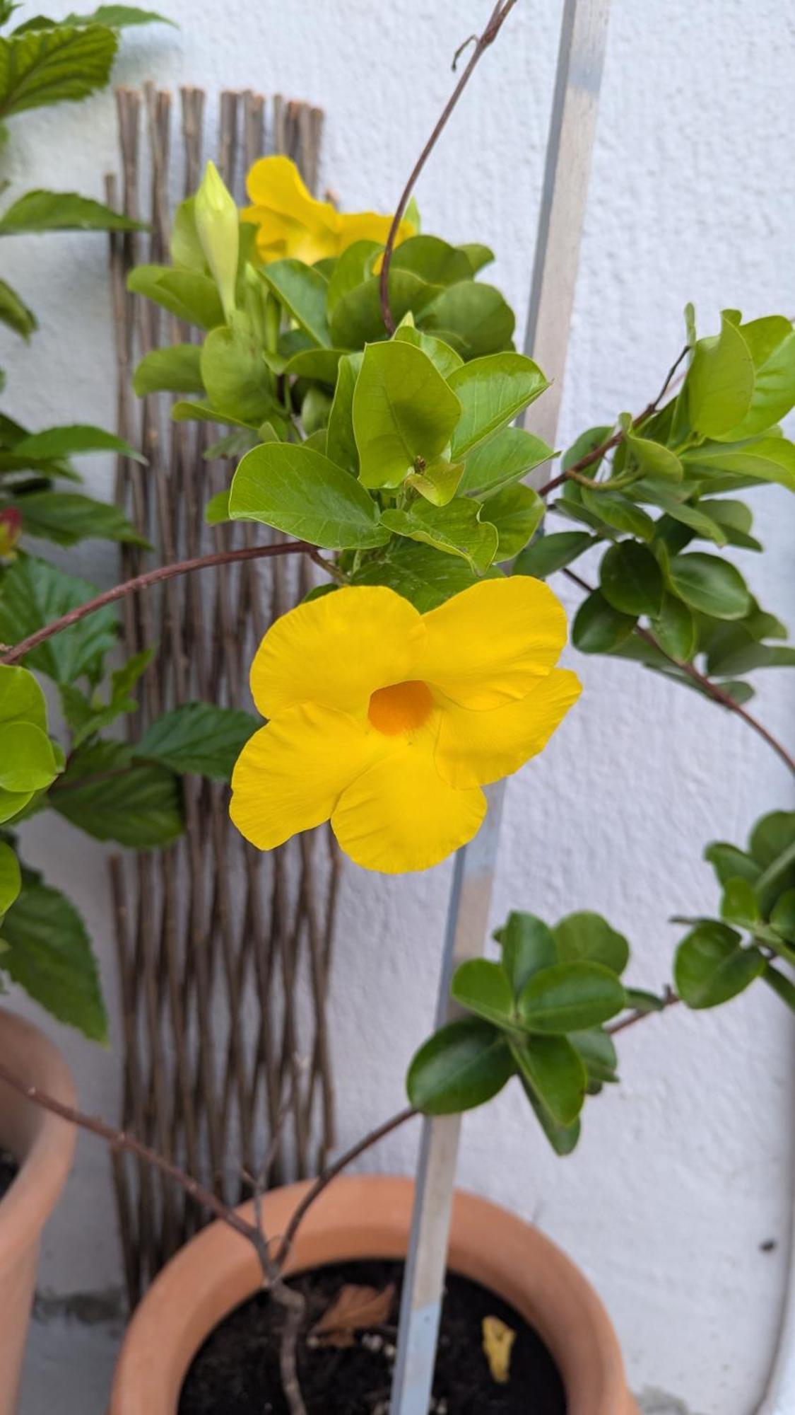 The Botanist Guesthouse Skopelos Town Bagian luar foto