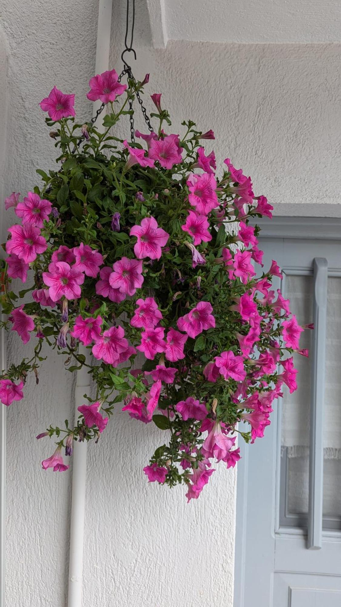 The Botanist Guesthouse Skopelos Town Bagian luar foto