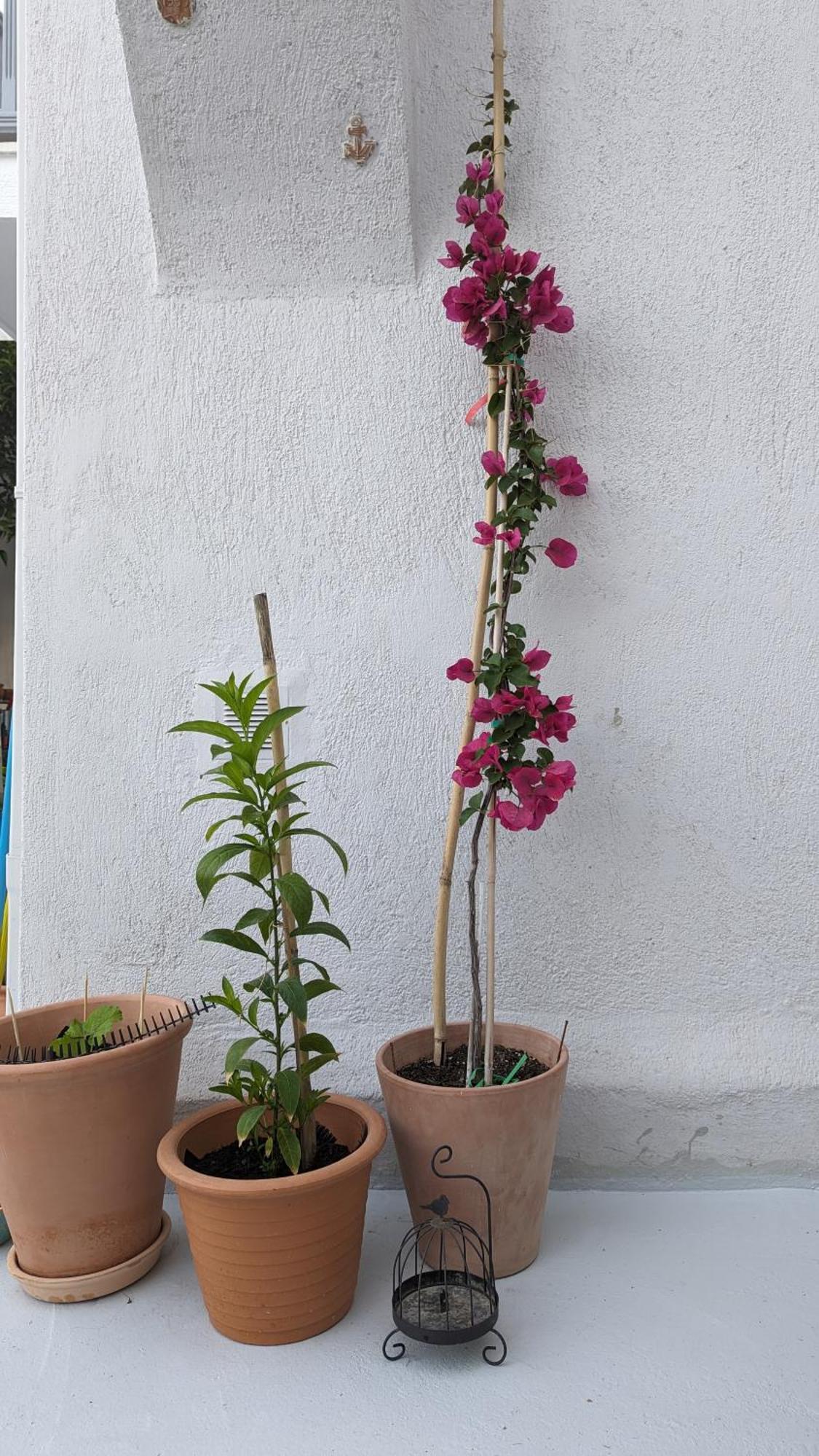 The Botanist Guesthouse Skopelos Town Bagian luar foto