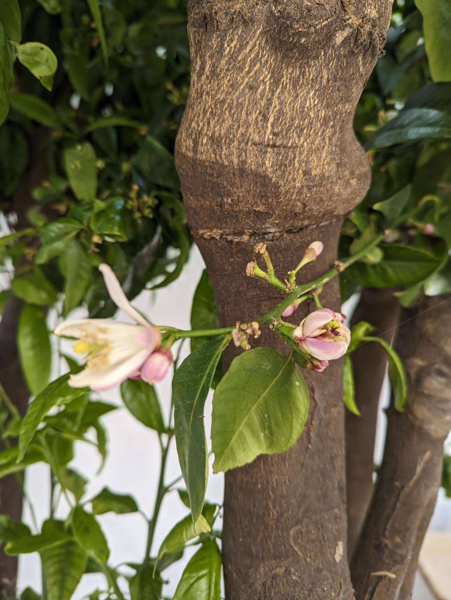 The Botanist Guesthouse Skopelos Town Bagian luar foto