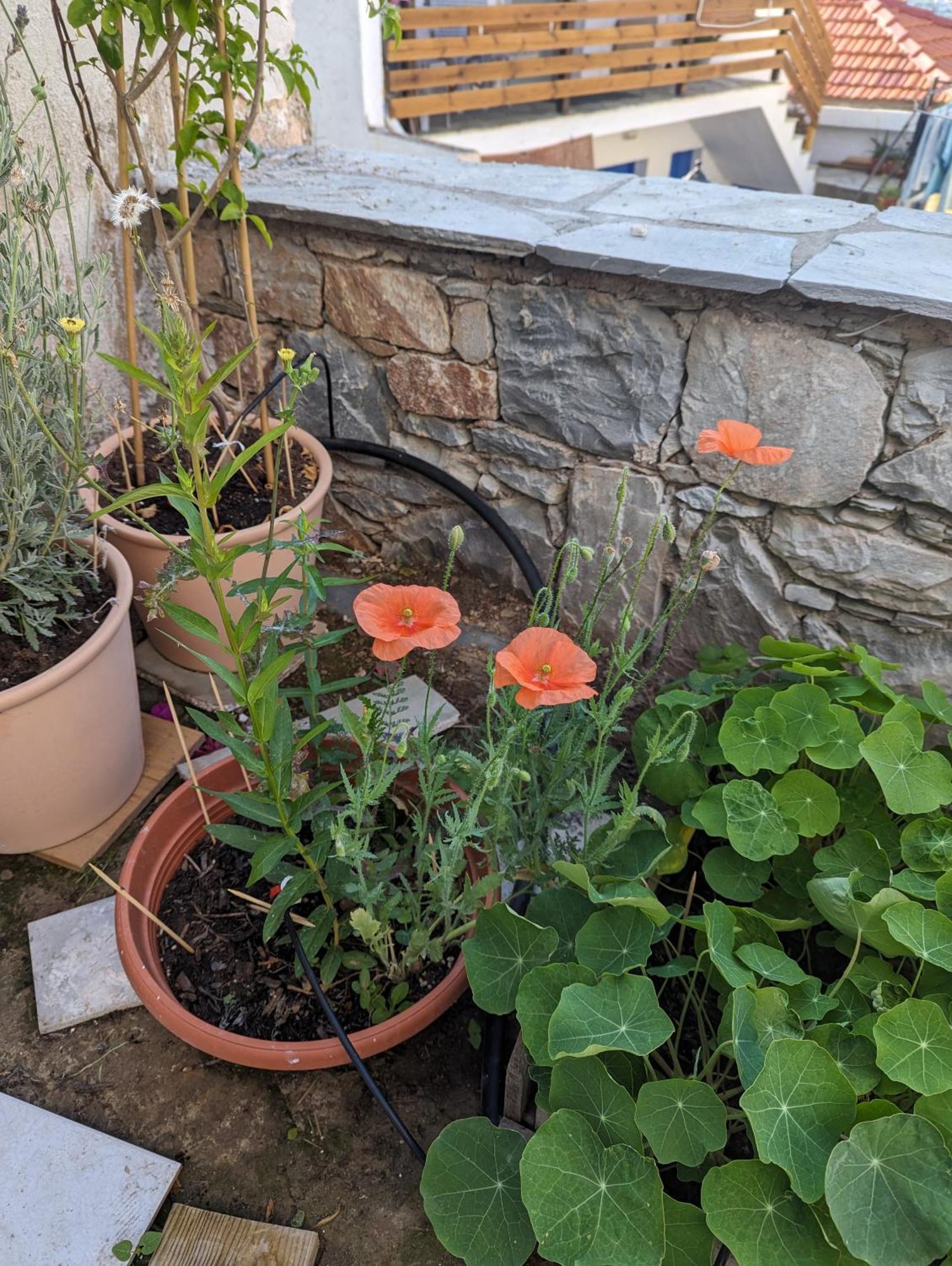 The Botanist Guesthouse Skopelos Town Bagian luar foto