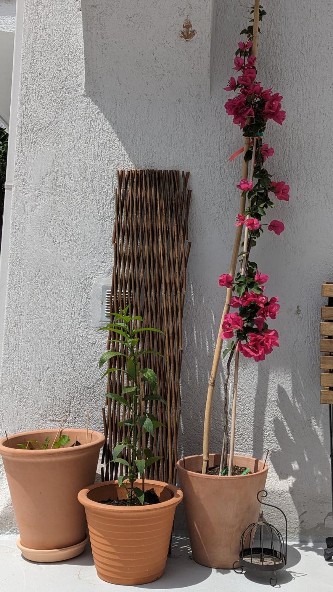 The Botanist Guesthouse Skopelos Town Bagian luar foto